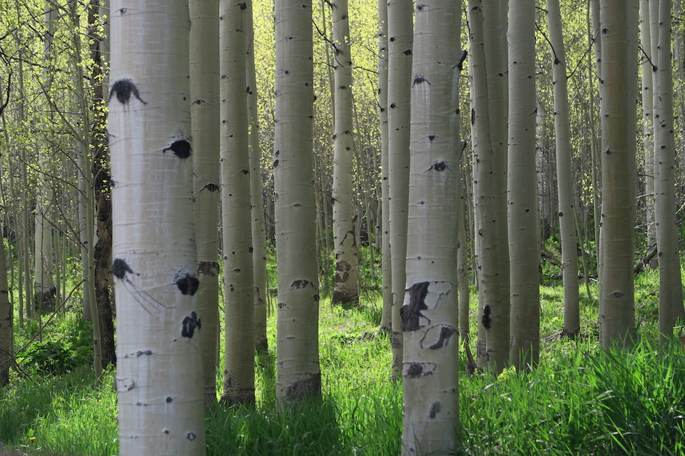 silver bells campground aspen trees