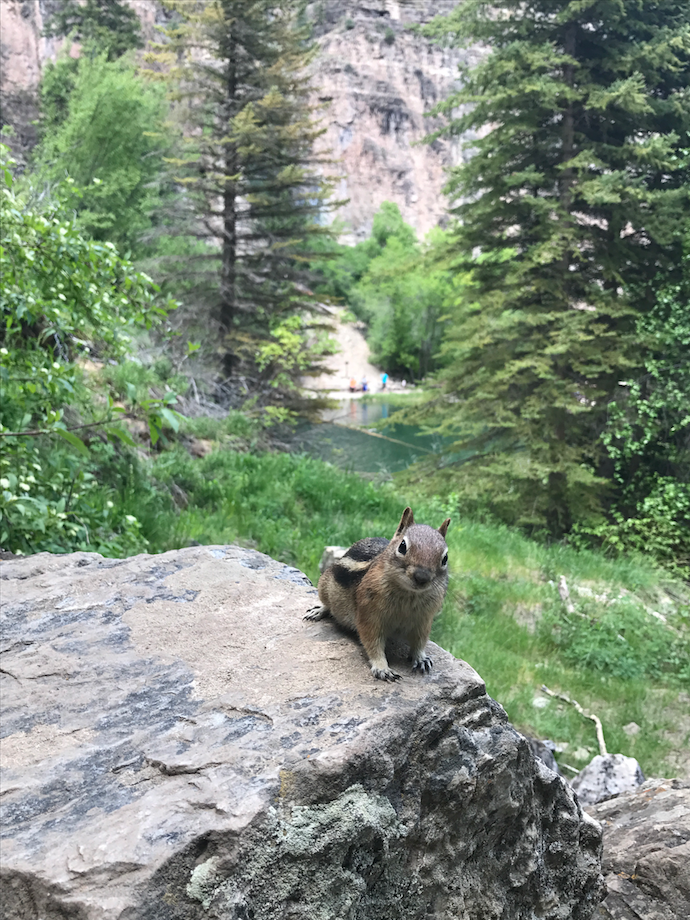 clive the chipmonk