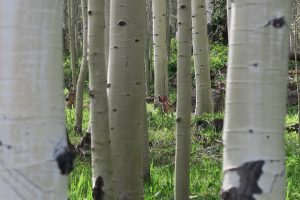 deer in aspen trees