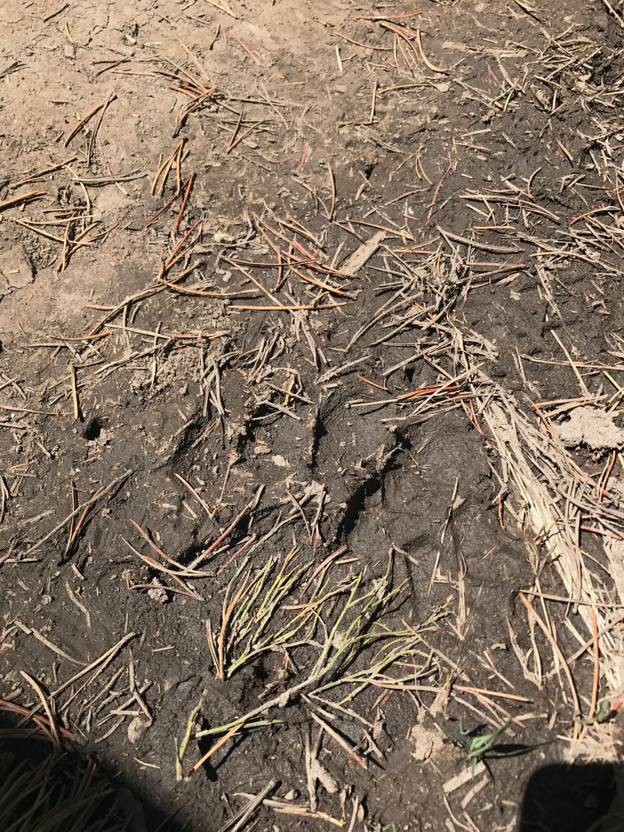 bear tracks