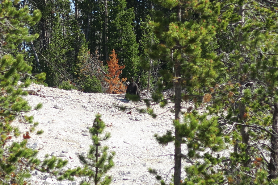 bear on the ridge