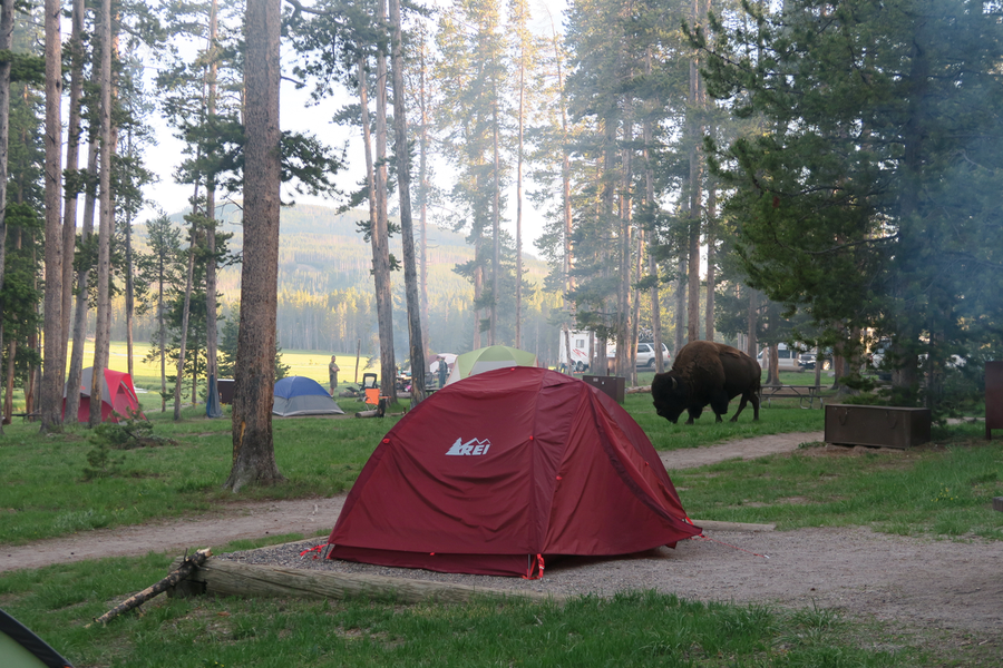 bison in norris camp