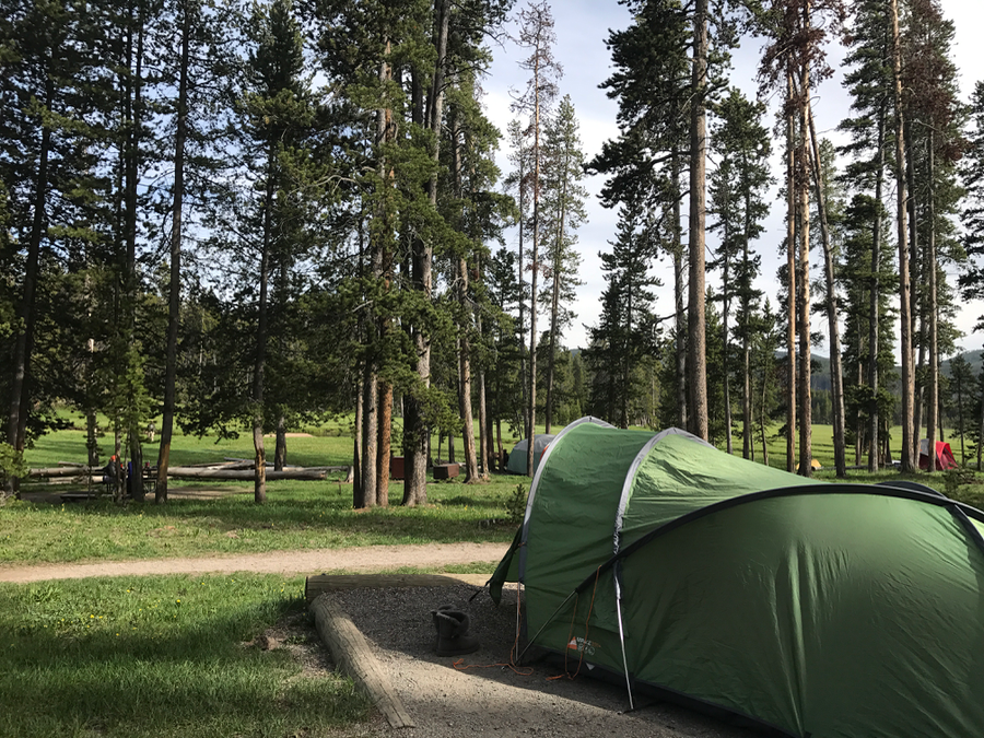 bison in norris campground